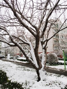雪后树枝与建筑景观