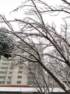 雪覆树枝的城市冬日景象