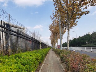 城市路边绿化带景致