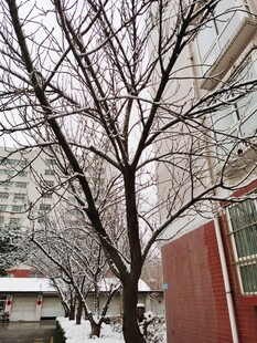 雪后街边光秃树木与建筑