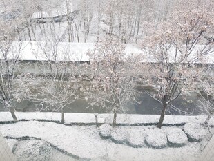 雪覆树木的静谧庭院景观