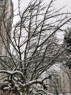 雪覆枝头的萧瑟冬日景象