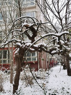 雪覆树枝冬日庭院景致