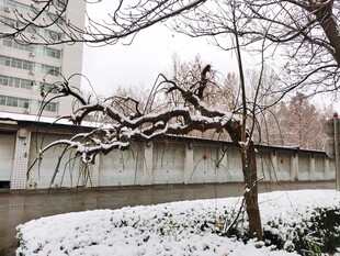 雪后墙边弯折树木景观