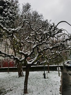雪覆枝头的冬日静谧景象