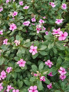 粉色小花绽放绿叶间
