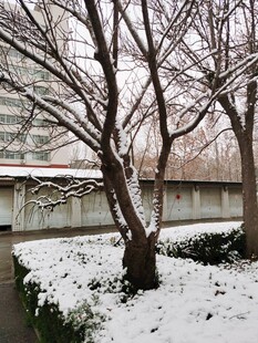 雪覆树木与建筑的冬日景象