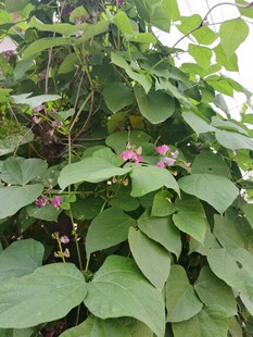 绿叶间绽放的粉色牵牛花