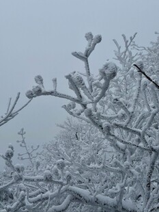 雪覆枝头的冬日景致