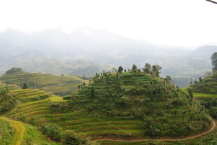 山间云雾缭绕的翠绿梯田