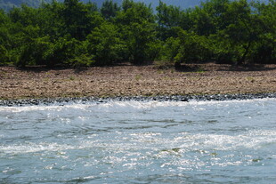 海边景致 浪花拍岸绿树旁