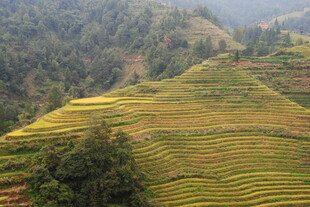 金黄梯田映于青山间