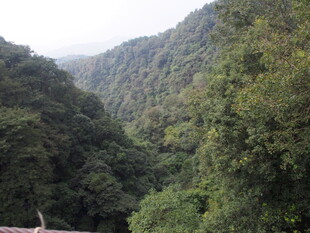 山间葱郁密林景色