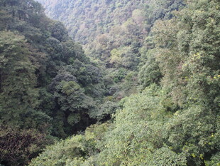 山间葱郁峡谷景观