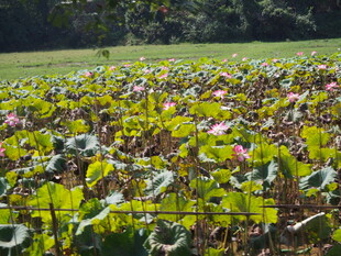 夏日荷塘 荷花荷叶繁茂