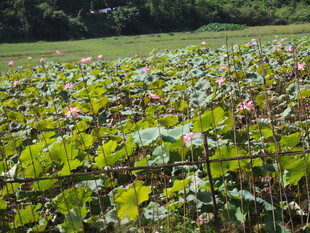 夏日荷塘荷花绽放美景