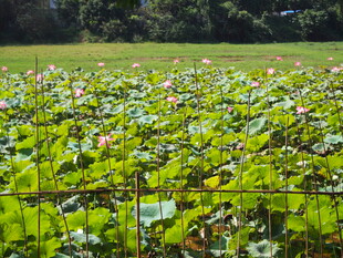 夏日荷塘绿意盎然