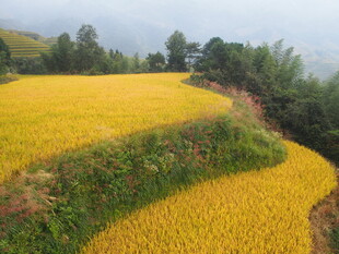 金色梯田美景
