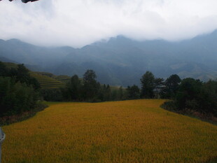 金黄稻田与远山云雾美景