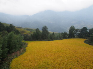 金黄稻田与远山的田园风光