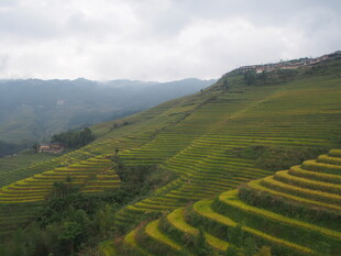 壮美梯田景观 绿意盎然