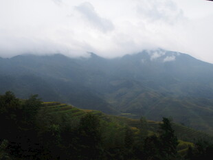 云雾缭绕的山林美景