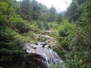 山间溪流穿林而过