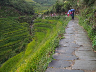 漫步于翠绿梯田石板小径