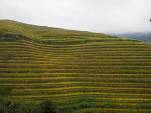 层层叠叠的美丽梯田景观