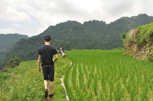男子漫步于翠绿稻田间