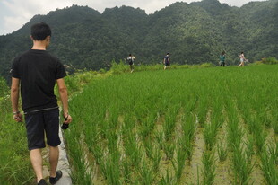 稻田中行走的农人