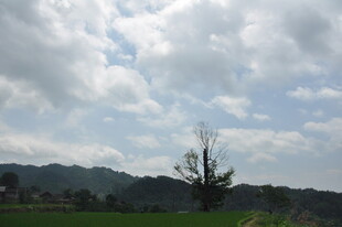 蓝天白云下的田野树木