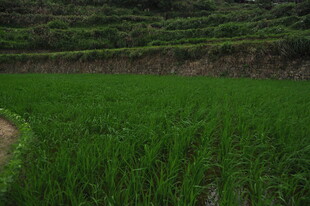 翠绿稻田 田园风光初览