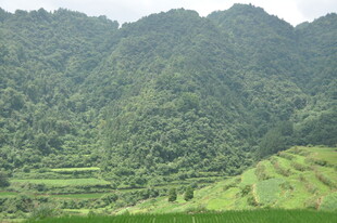 青山绿野间的梯田美景