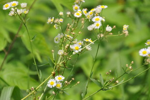 清新小白花特写