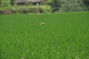 绿色稻田中的一抹灵动