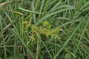 草丛中的黄色小花