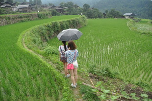 雨中漫步稻田的青春身影