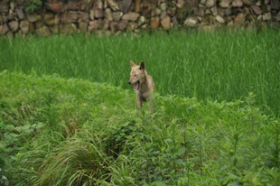 田野中站立的野生动物