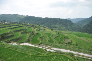 山间翠绿梯田美景