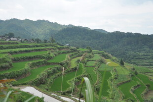 山间梯田美景