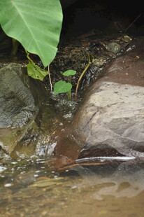 溪边石块旁的翠绿植物