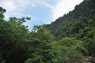 山林绿意盎然的自然景致