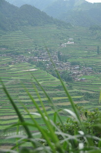 山间梯田绿意浓