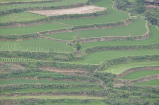 俯瞰层层叠叠的翠绿梯田