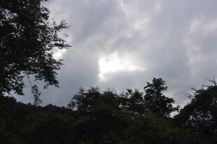 阴云下的茂密树林