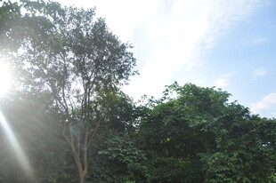 阳光穿透树林的自然美景