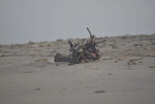 海边沙滩的枯树枝