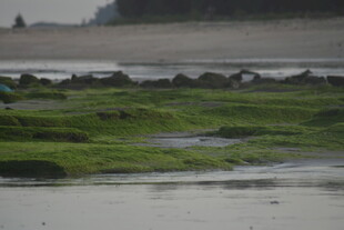 海边湿地的绿色苔藓景观