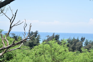 林间远望碧海蓝天